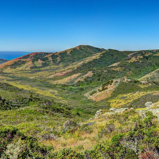 Landscape image of scrubland habitat in the Marin Headlands