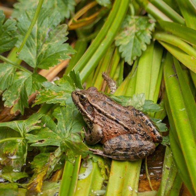 red legged frog sits on wet leaves and sticks
