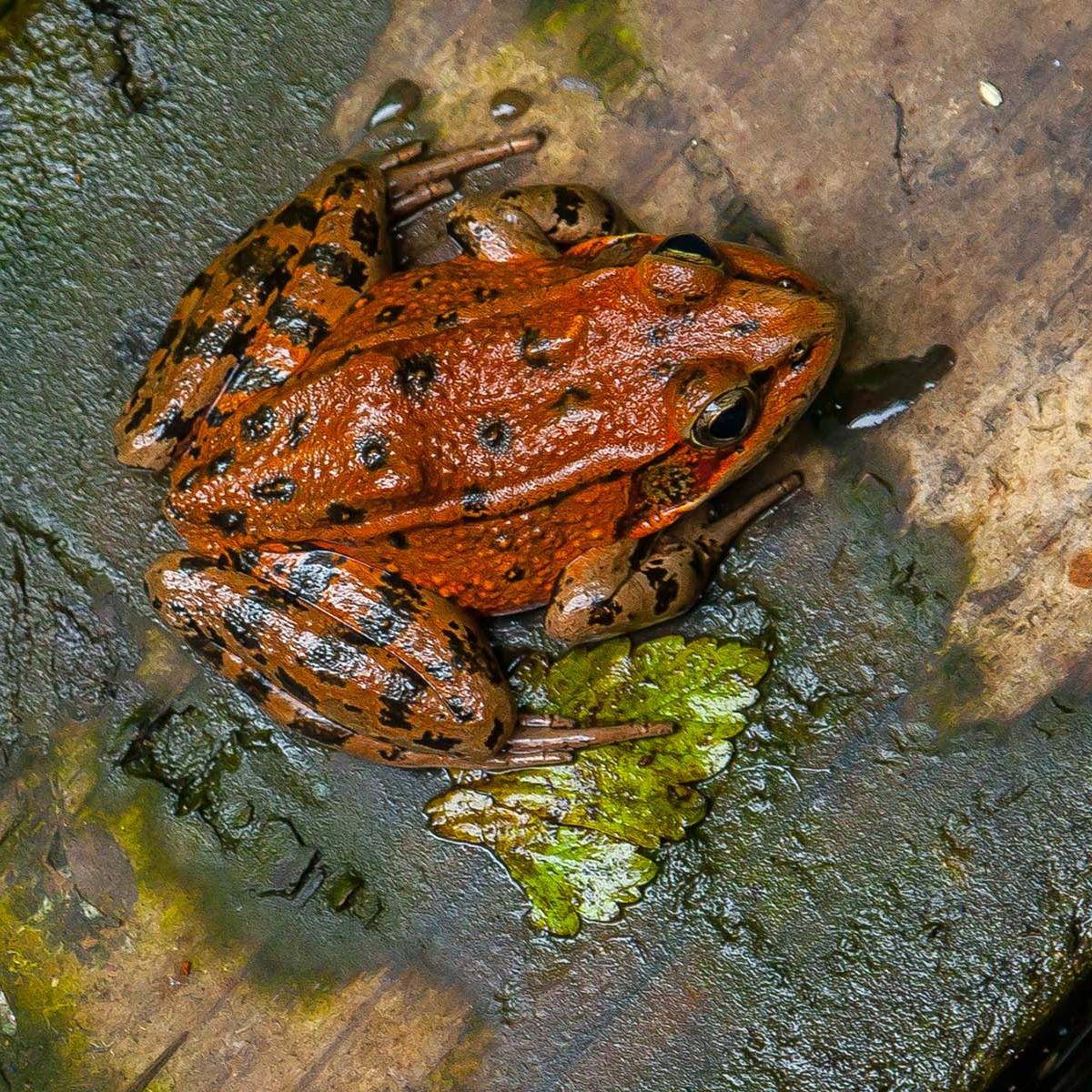 Close up of a red-legged frog.