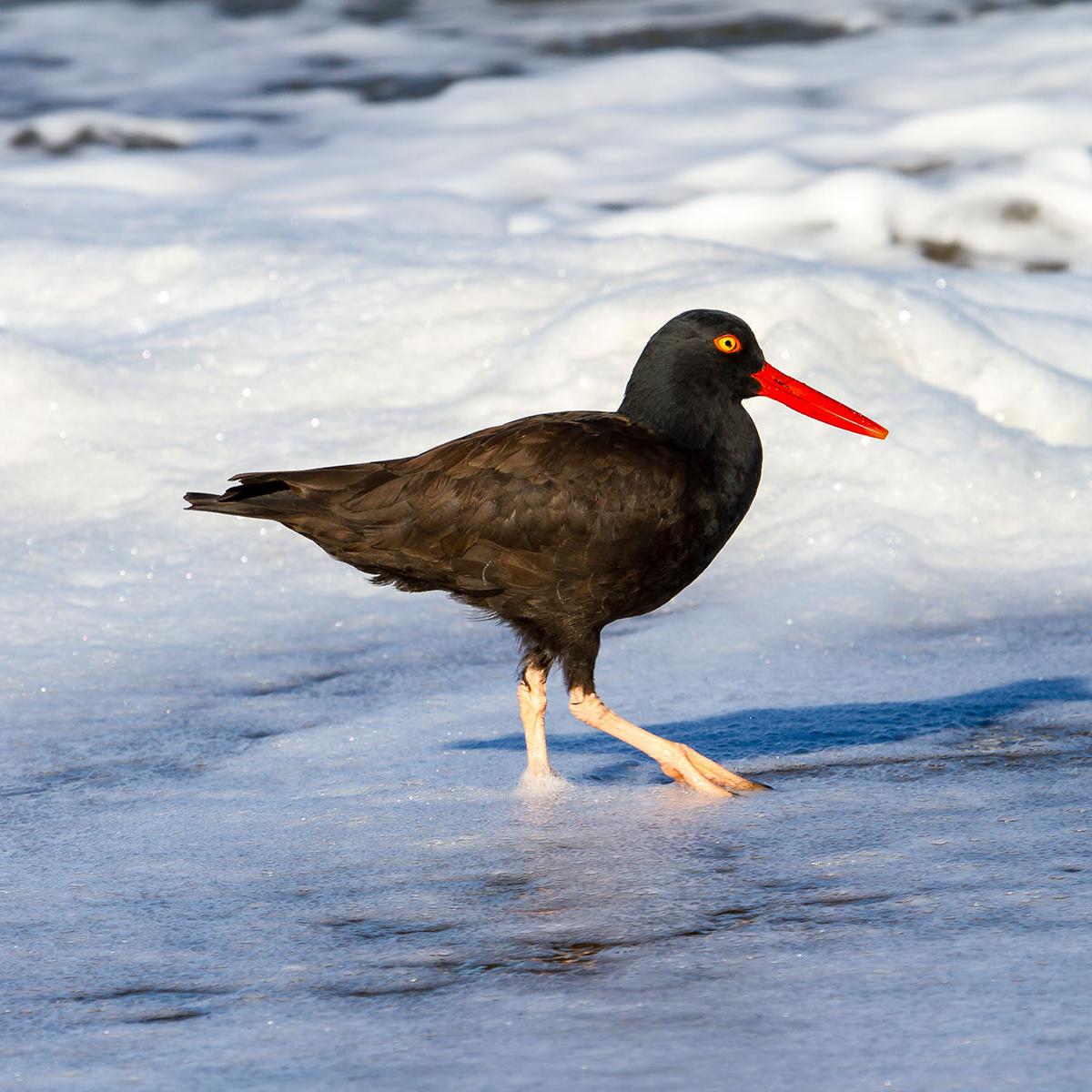 Image of bird walking in the surf by the Presidio.