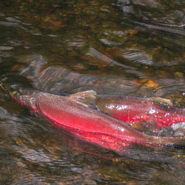 Close up of a red coho salmon swimming.
