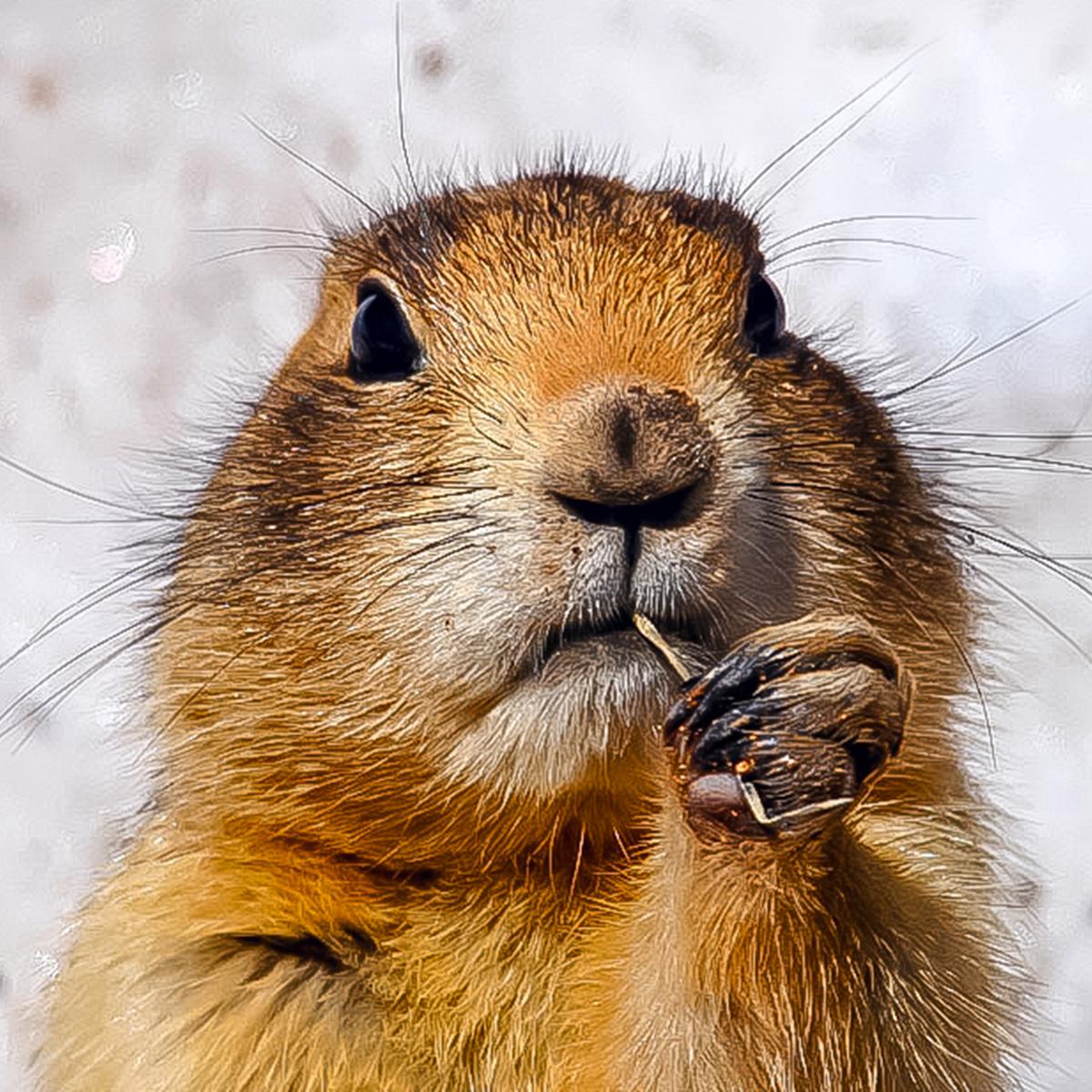 Close up of a furry rodent.