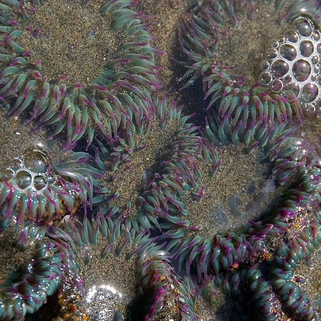 Close up of sea anemones