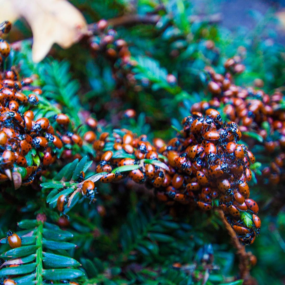 Close up of ladybugs clustering together.