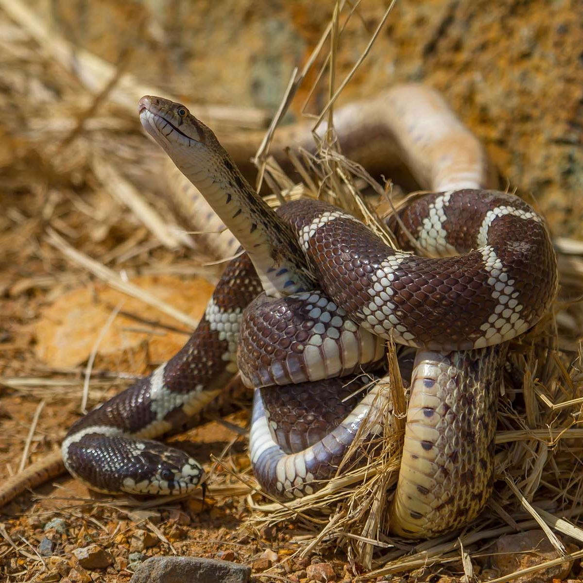 Close up of coiled snake.