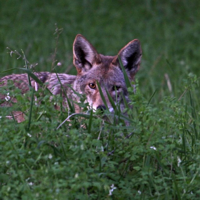 Image of a coyote peaking out from tall green grass.