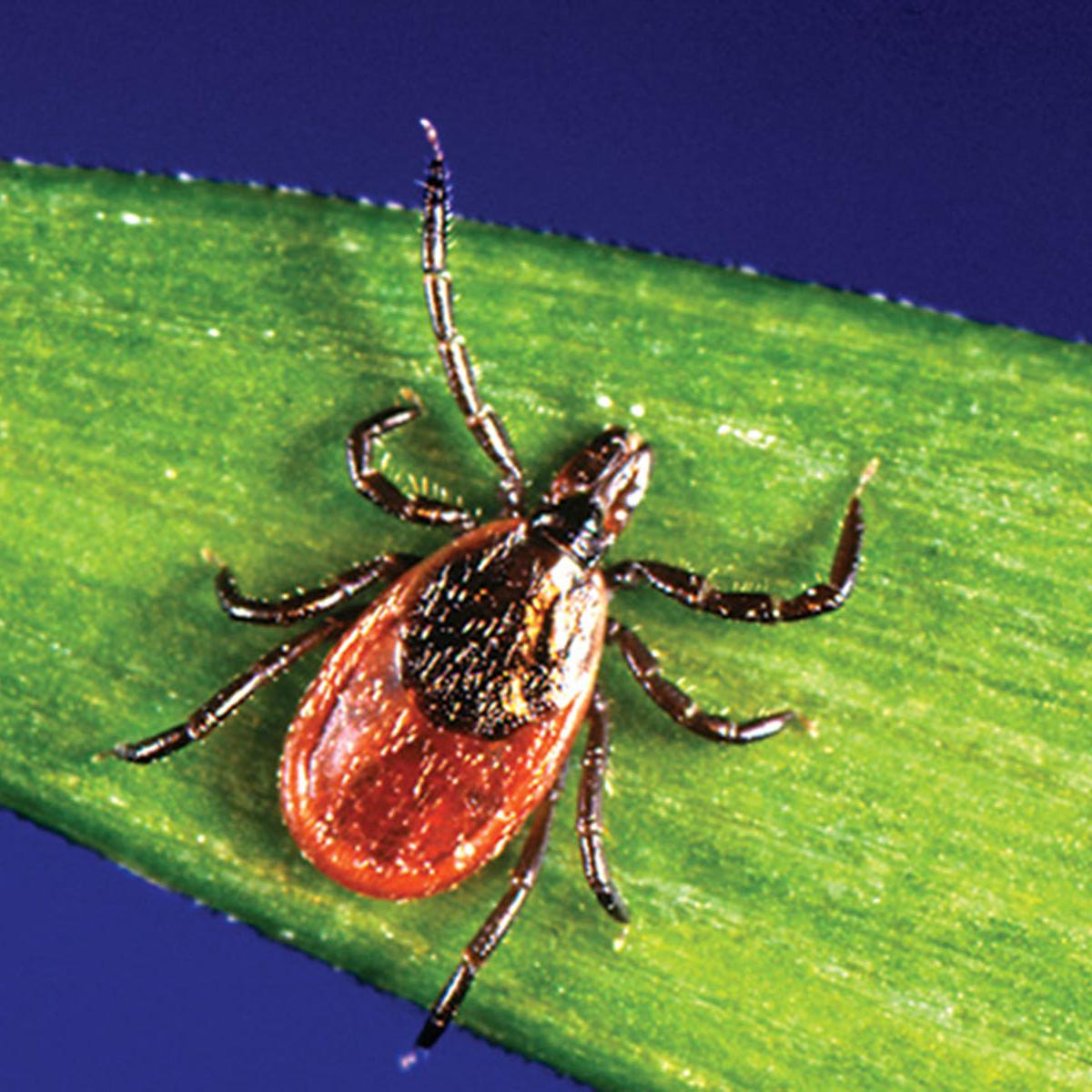 Black-legged tick (Ixodes scapularis)