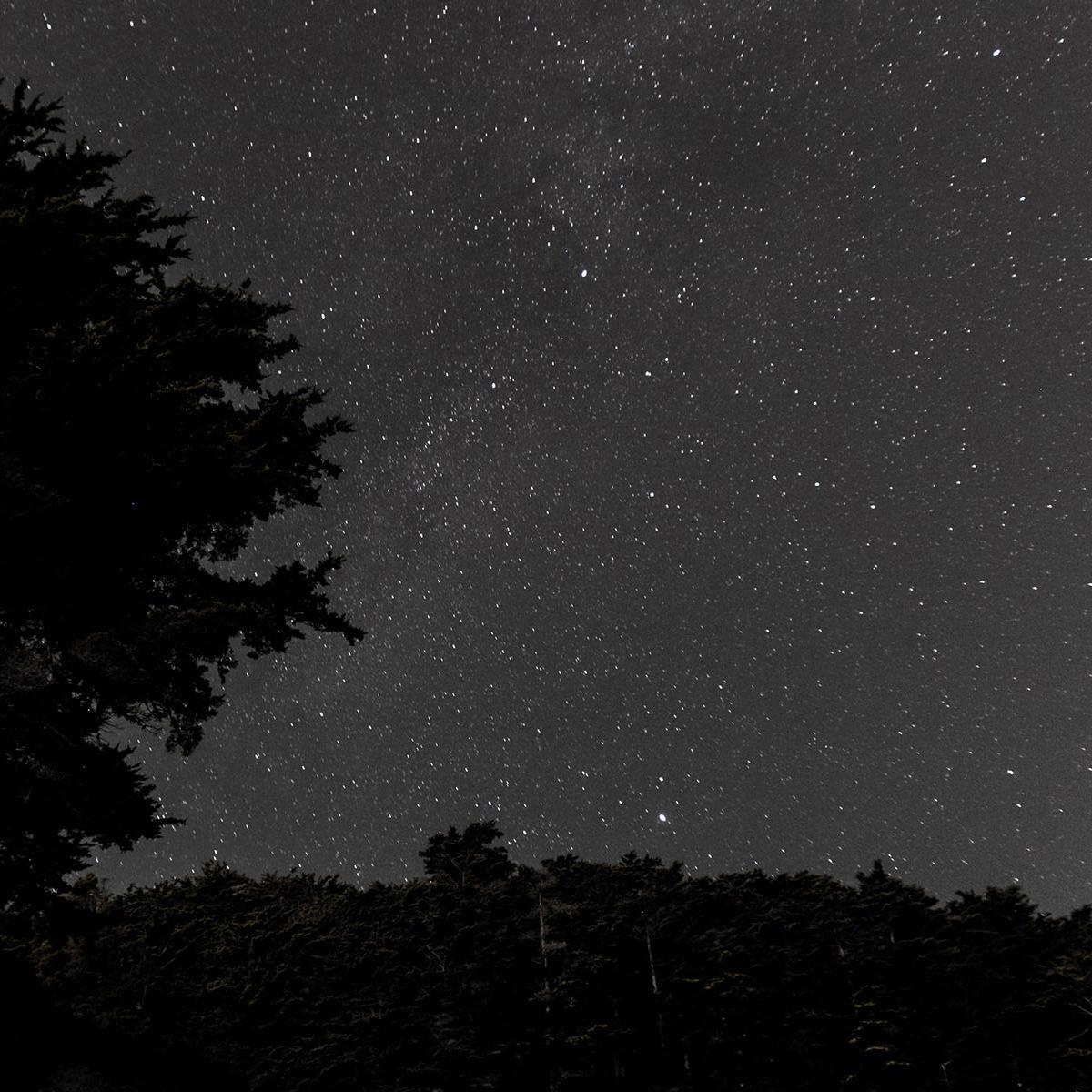 Night sky with silhouette of trees in foreground.