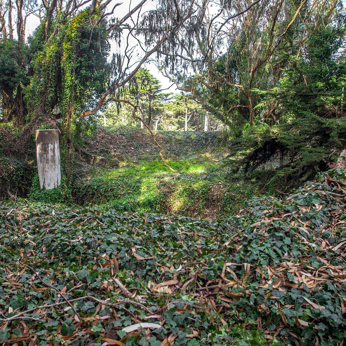 Shot of invasive cape ivy covering a forest floor.