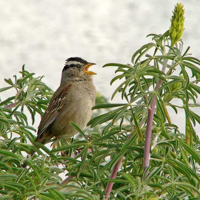 White-crown sparrow singing in a tree.