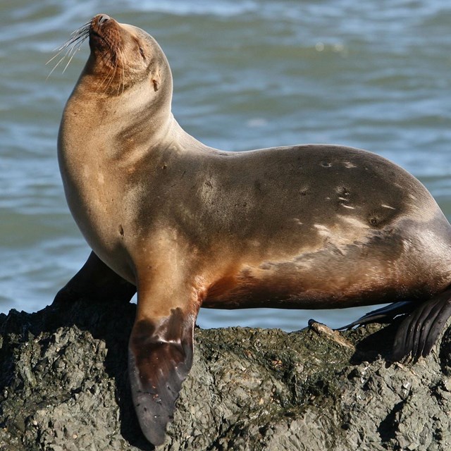 California sea lion.