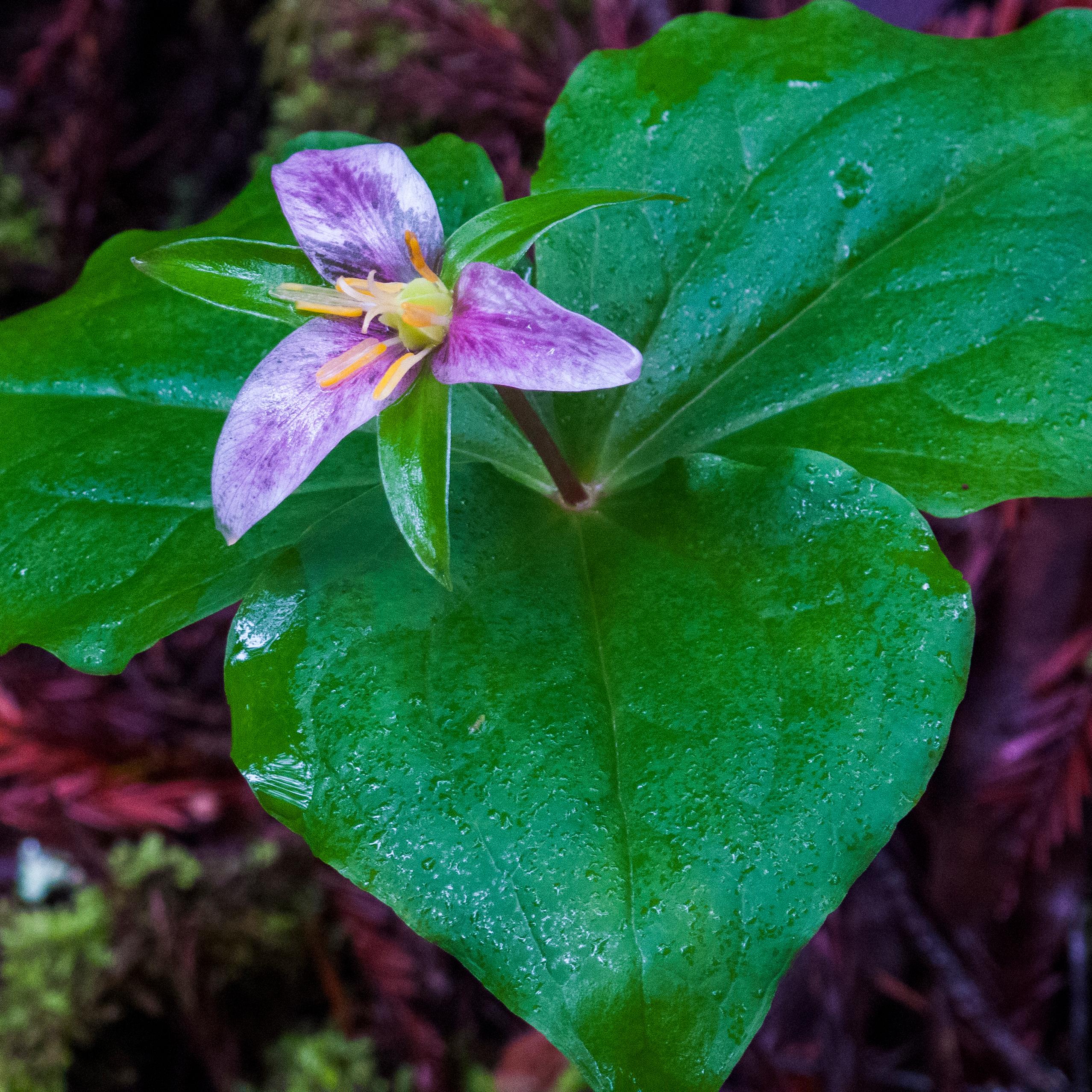 Close up of pink three-petaled trillium flower and its three green leaves.