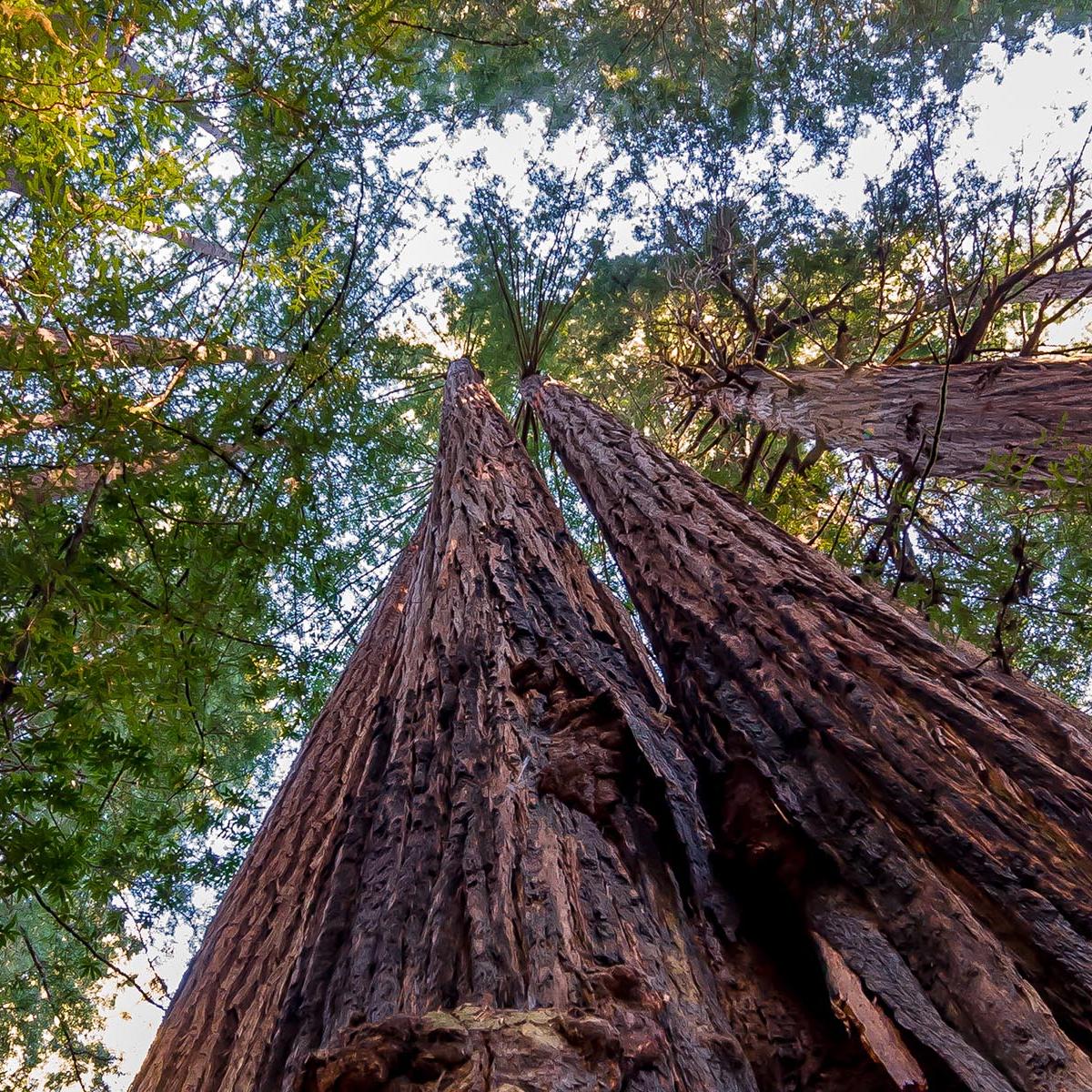 Shot looking up at ring of tall redwood trees.