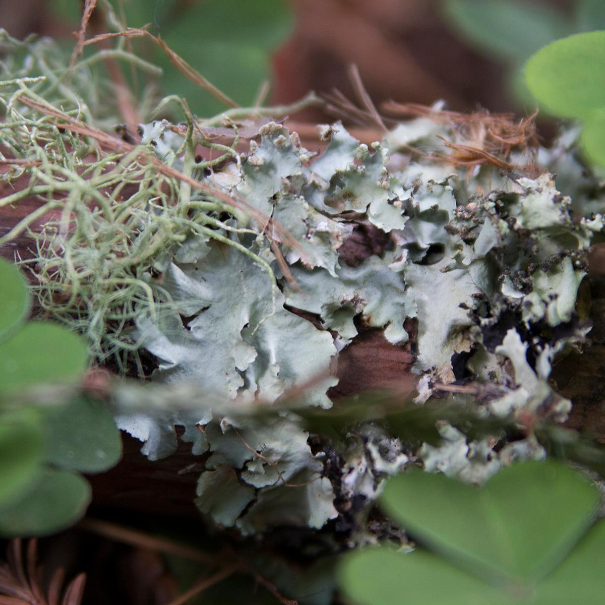 Close up of green sorel leaves and lichen on a branch.