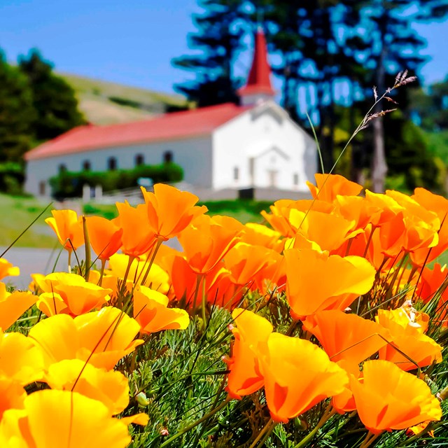 California poppies in front of the Fort Baker chapel