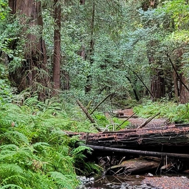 Green ferns on left bank of rocky creek bed with downed log over water in center and redwood trees.