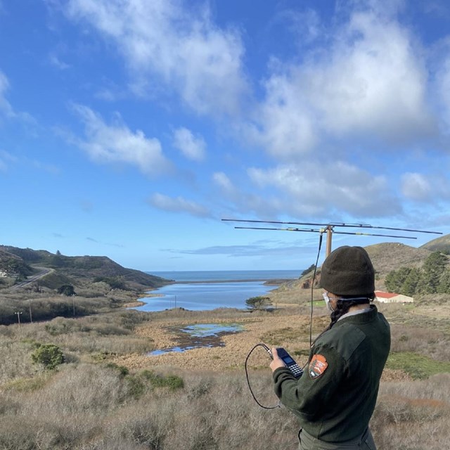 A ranger holds a yaagi, a type of telemetry equipment used to GPS track animals, at Rodeo Lagoon.