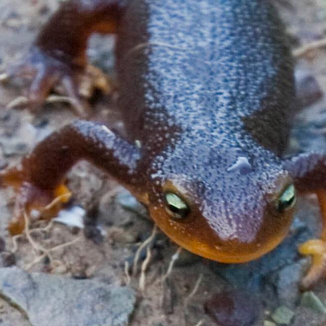 Newt crawls on ground.