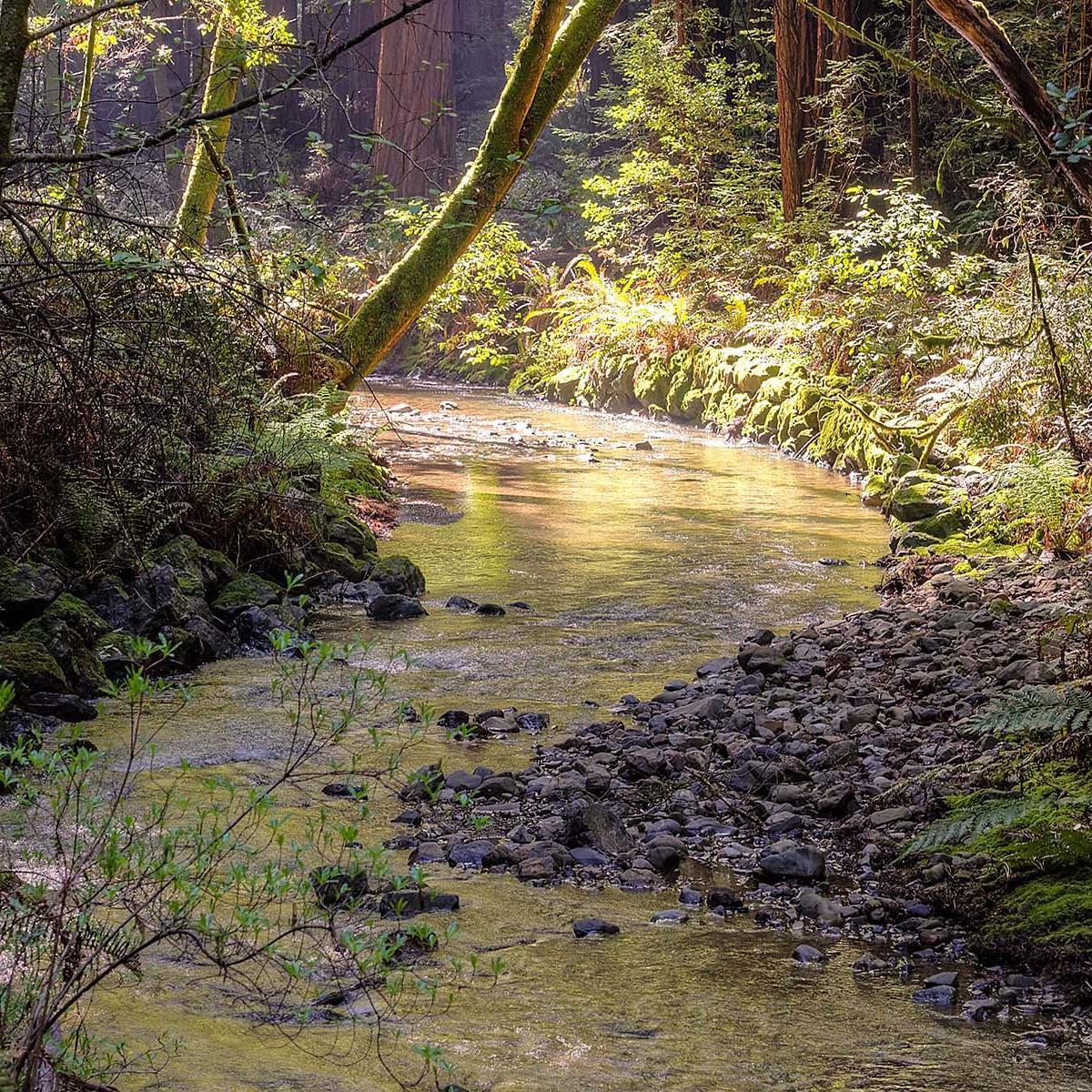 Photo of sunlit stream running through Muir Woods.