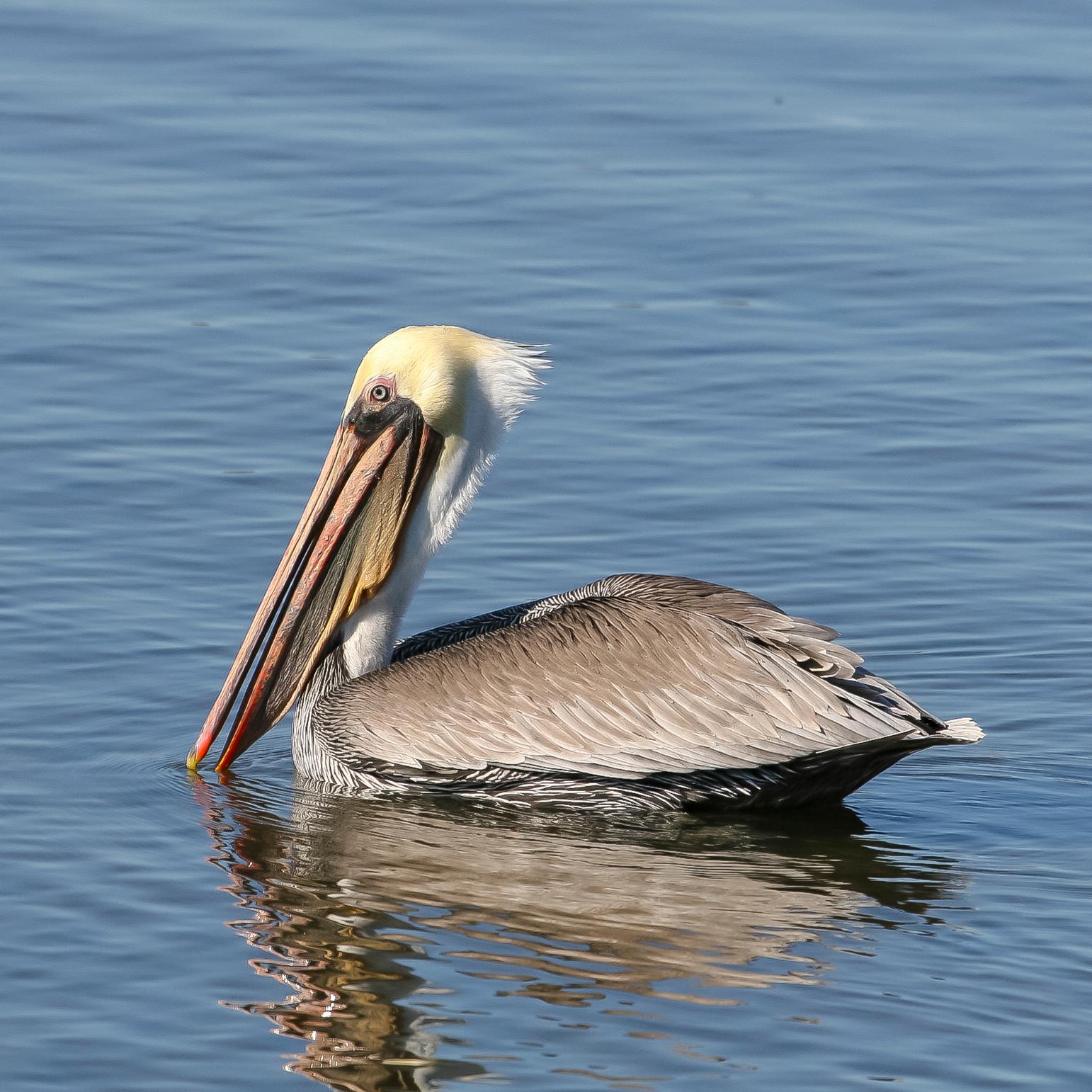 A brown pelican, which is a water bird known for its especially large beak, in a body of water.