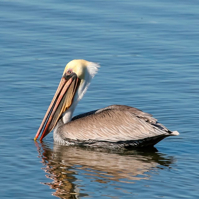 A brown pelican, which is a water bird known for its especially large beak, in a body of water.