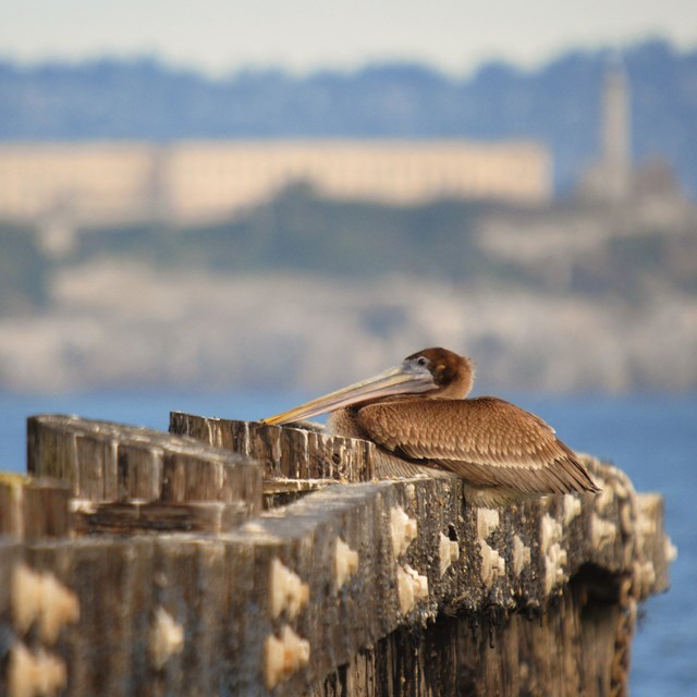 Brown pelican resting on a pier with Alcatraz in the background
