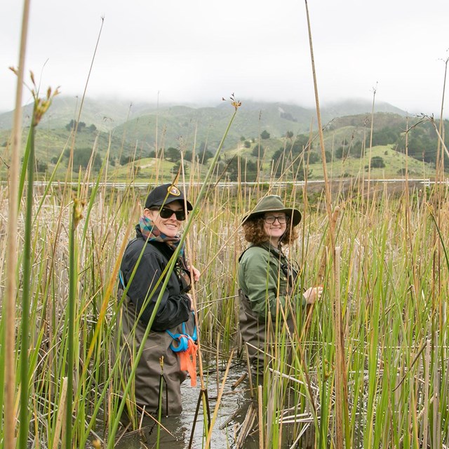 Natural resource scientists wade through a stream amongst tall reeds.