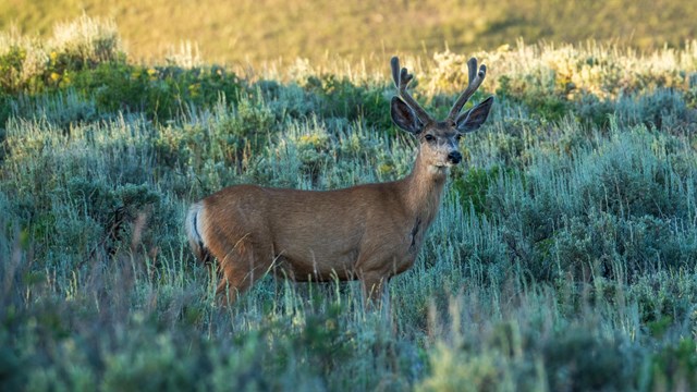 Deer in Field