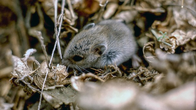 Mice, Rats, Voles