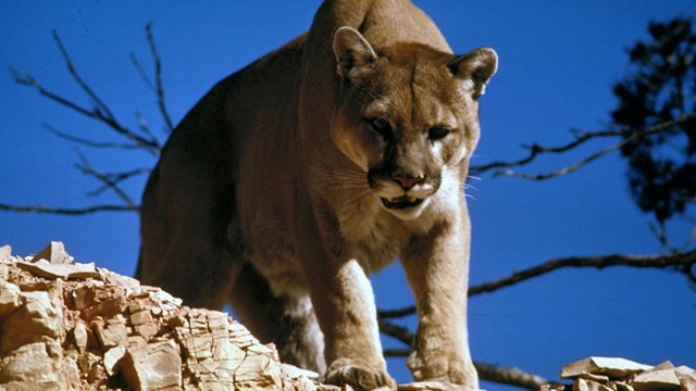 Cats & Other Predators