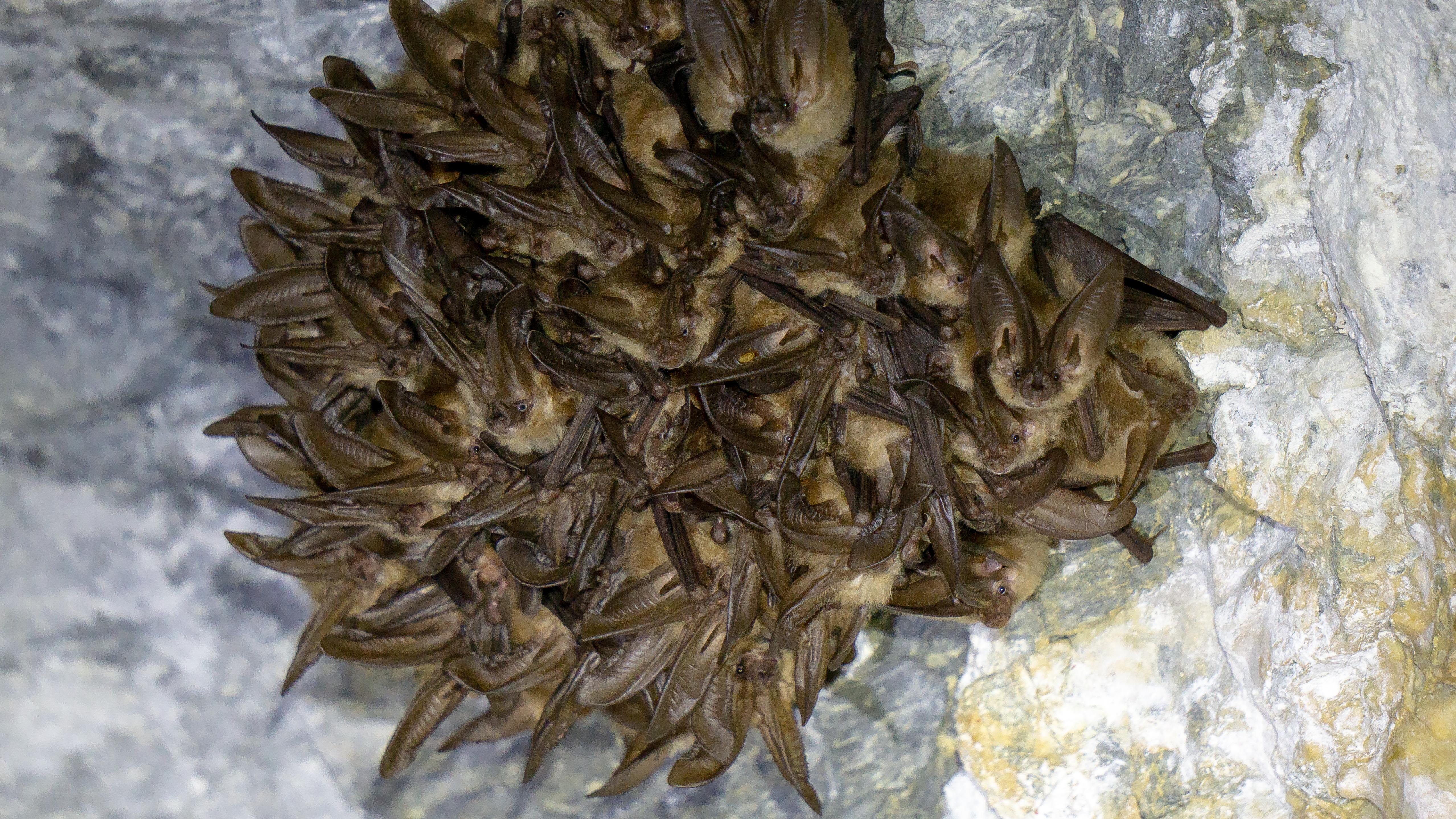Big eared bat clustered together in a cave