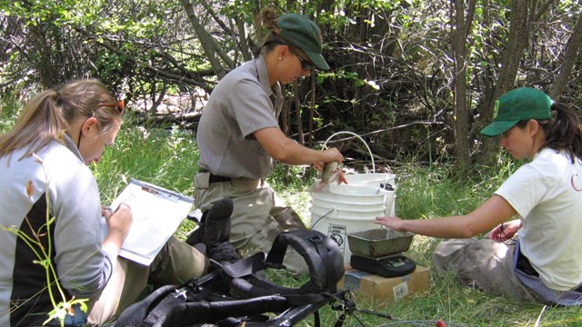 Park Staff studying fish population in Great Basin