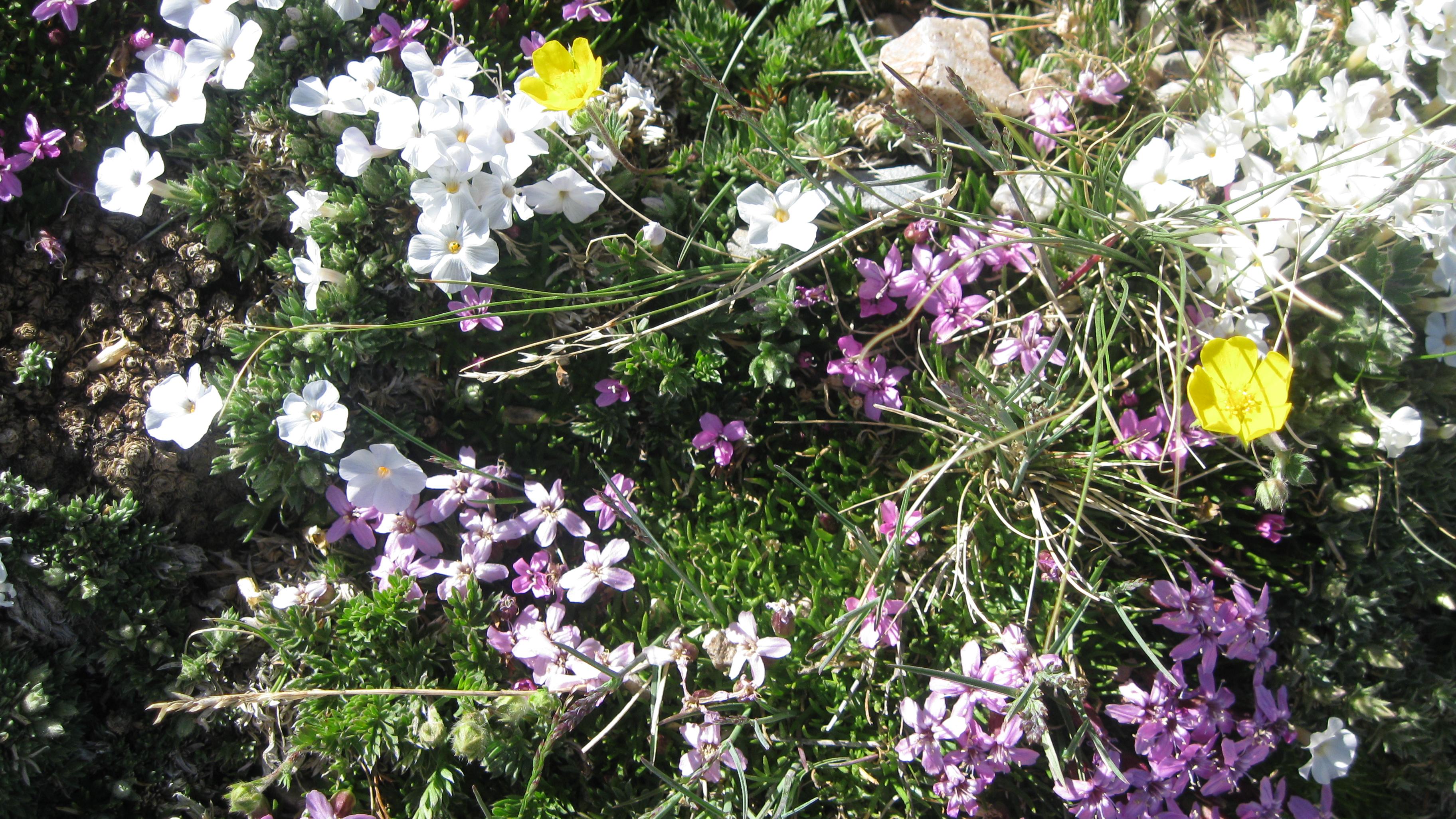 Purple, white, and yellow alpine flowers.