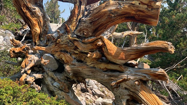 brown and gold stump of a bristlecone