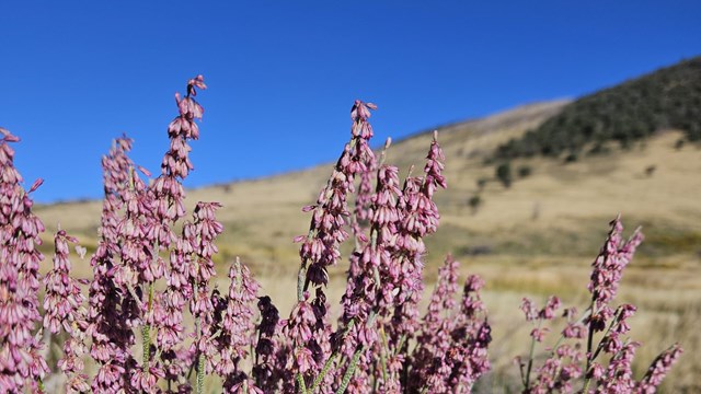Green stalks covered in small, round pink flowers burst from the ground just in front of the viewer.