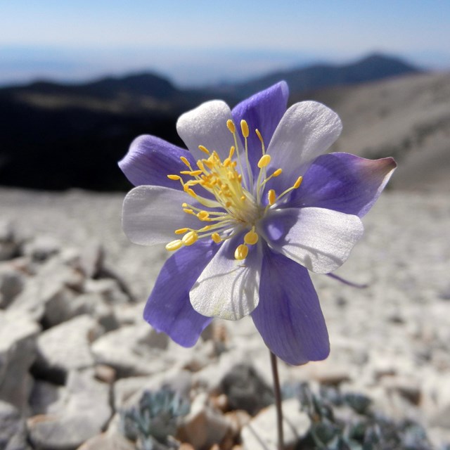 A close up of a small flower with thin alternating white and purple petals with a yellow center.