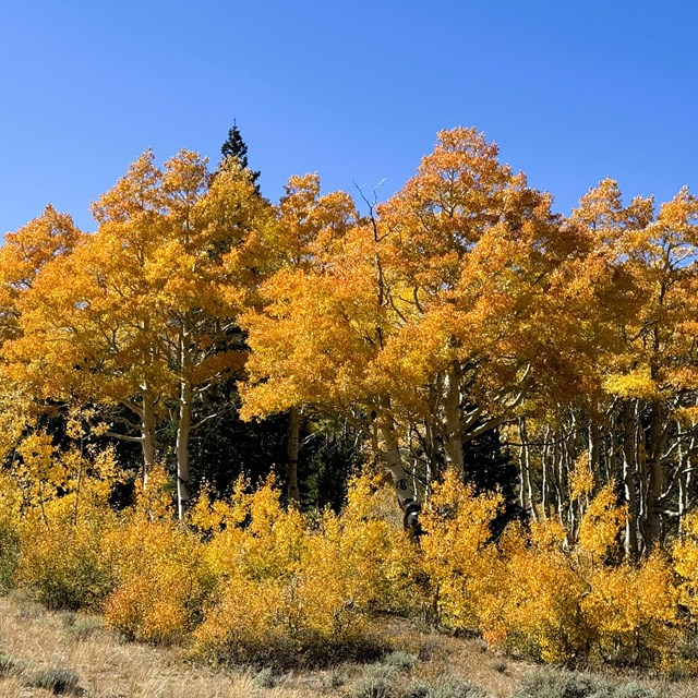 A line of golden leaved trees above golden shrubs with a clear blue sky