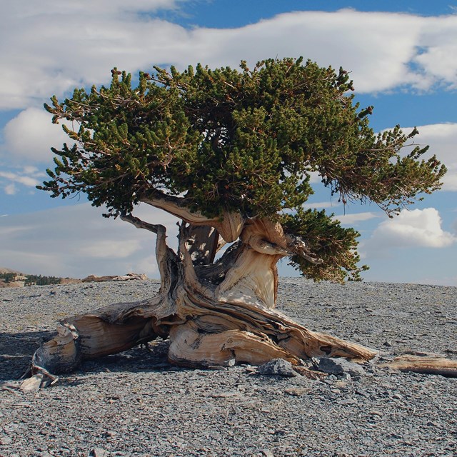 A lone gnarled tree stands atop a gravel covered mountain peak