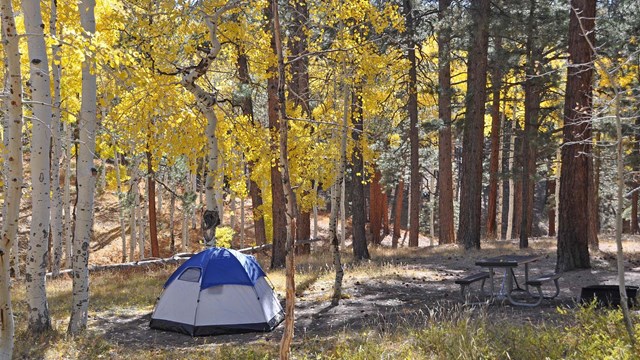 a blue and white dome tent and a picnic table in a campsite surrounded by golden aspen trees.