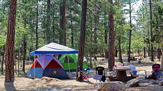 two tents in a campsite beneath tall pine trees, There is also a picnic table. 