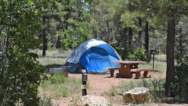 A blue tent, a picnic table and a metal cooking grill in a campsite surrounded by pine trees,