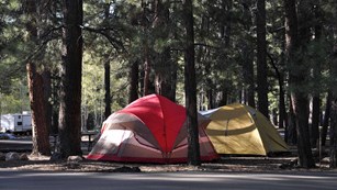 Two tents, one red and on yellow in a campsite under tall pine trees.