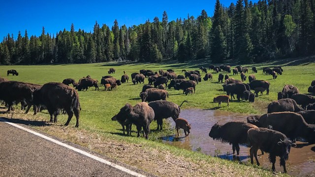 A herd of 80 bison grazing in grassy meadow near paved road. In background is mixed conifer forest.