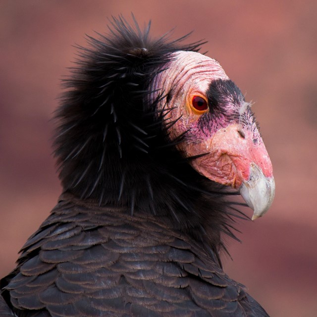 A close up photo of a California Condor's bald head surrounded by black feathers. 