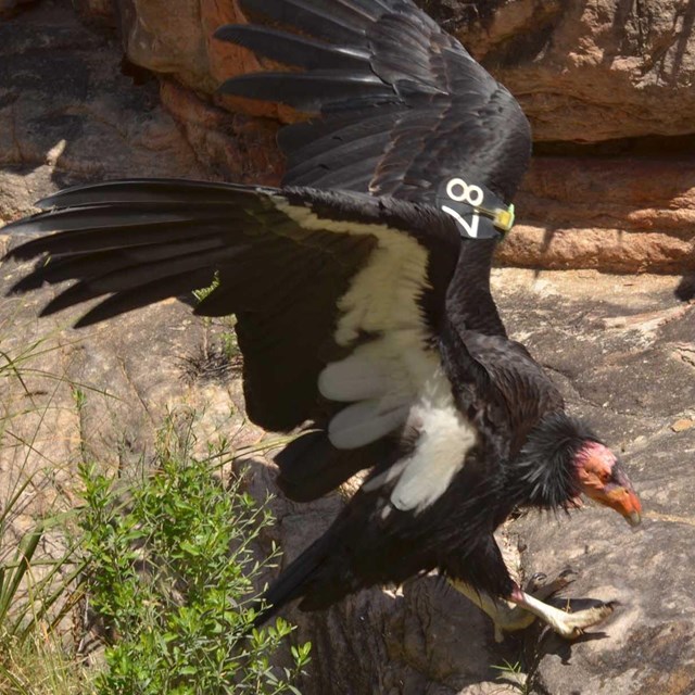 California Condor with wings outstretched is landing on a slickrock ledge