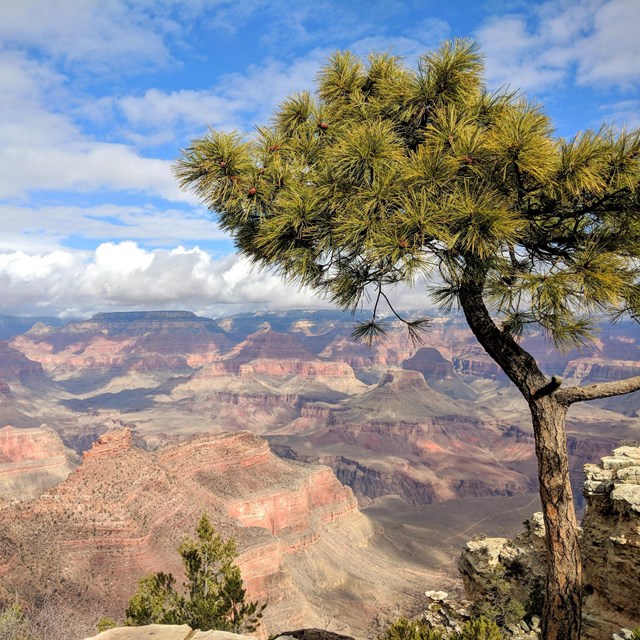 Tree with brown bark and green needles in the foreground, with an view of the Grand Canyon behind.