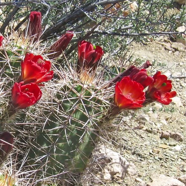 several small, cylindrical shaped cacti with long thorns and bright crimson flowers