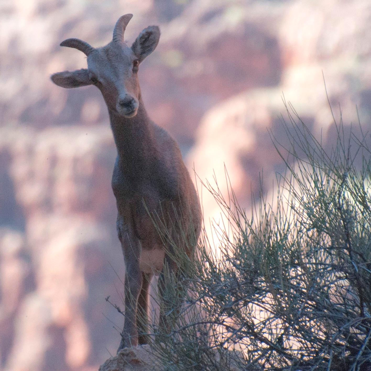 A female bighorn sheep peers around a bush with a red wall canyon backdrop.