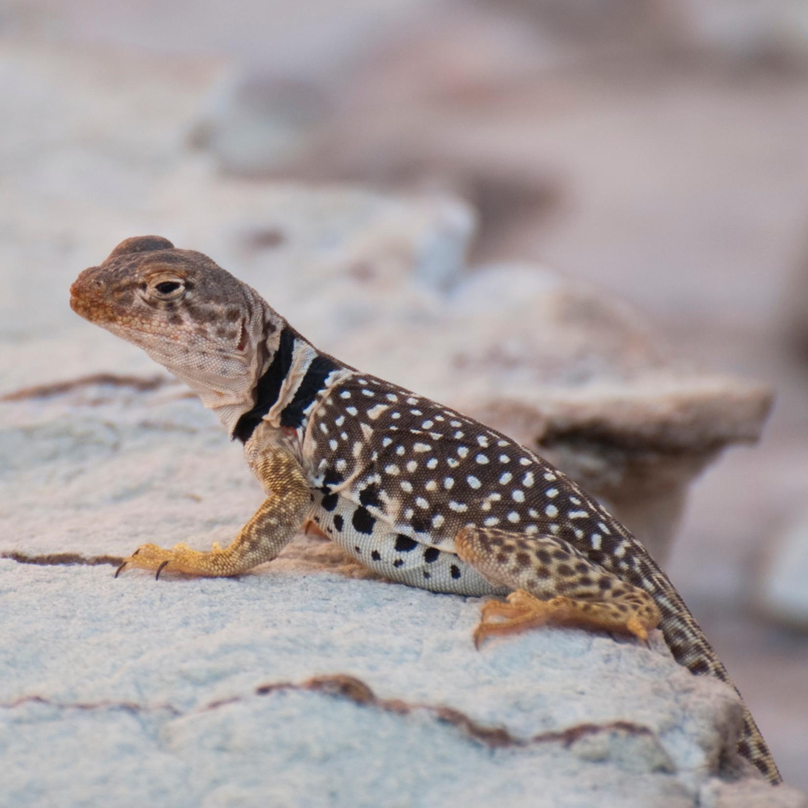 A lizard with two distinctive black stripes on its neck and black and white spots on its lower body.