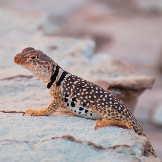 A lizard with two distinctive black stripes on its neck and black and white spots on its lower body.